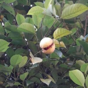 Myristica-fragrans-roslina