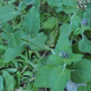 Salvia-officinalis-roslina
