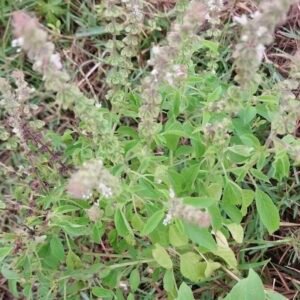 Ocimum basilicum – roślina (bazylia pospolita)