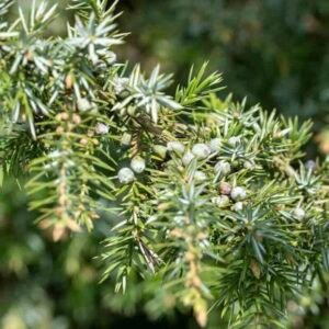 Juniperus-communis-roslina