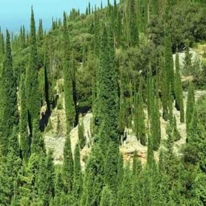 Cupressus-sempervirens-drzewa