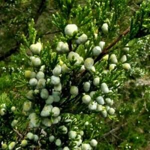 Juniperus-virginiana-roslina