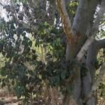 Amyris-balsamifera-drzewo