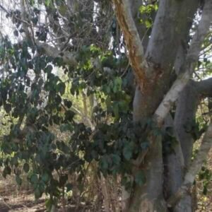 Amyris-balsamifera-drzewo