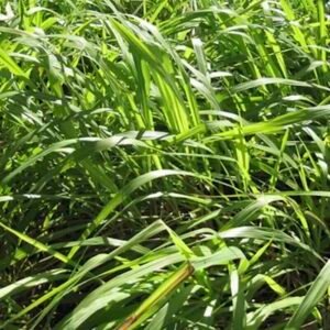 Cymbopogon-winterianus-roslina