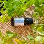 Olejek z mięty pieprzowej Mentha piperita – naturalny olejek eteryczny