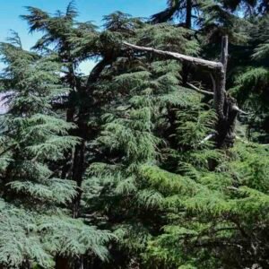 Cedrus-atlantica-drzewo