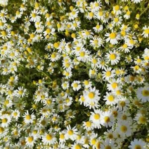 Anthemis-nobilis-roslina