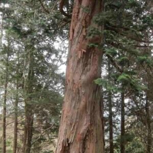 Chamaecyparis-obtusa-drzewo