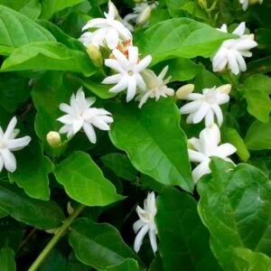 Jasminum-sambac-kwiaty
