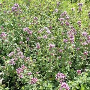 Origanum-vulgare-roslina