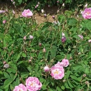 Rosa-damascena-kwiaty