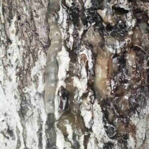 Canarium-luzonicum-zywica