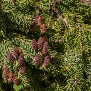 Picea-mariana-drzewo