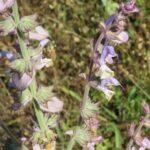 kwiaty i liście szałwii muszkatołowej Salvia sclarea – surowiec do olejku eterycznego