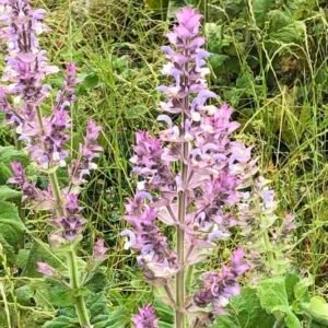 Salvia-sclarea-roslina