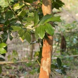 Cinnamomum-zeylanicum-drzewo