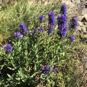 Hyssopus-officinalis-roslina