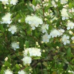 Myrtus-communis-roslina