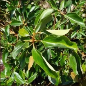 Ravensara-aromatica-drzewo