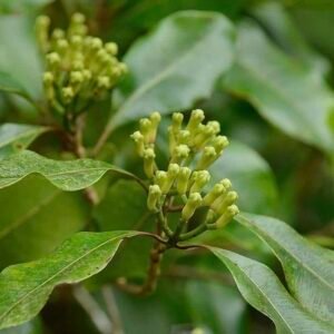 Syzygium aromaticum – roślina