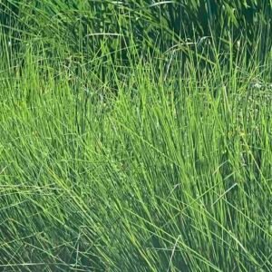 Vetiveria-zizanioides-roslina