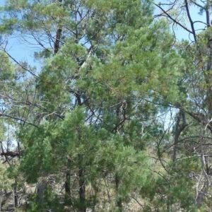 Callitris-intratropica-roslina