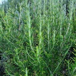 Rosmarinus-officinalis-roslina