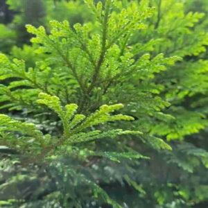 Thujopsis-dolabrata-roslina