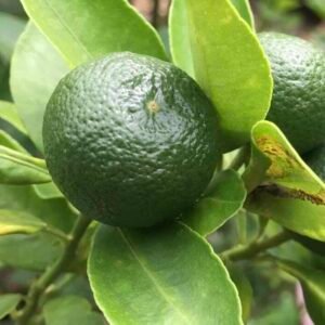 Citrus-aurantifolia-owoc
