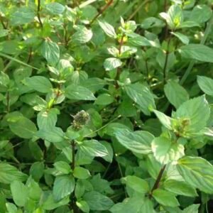 Mentha-spicata-roslina