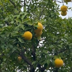 citrus-paradisi-owoce