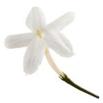 Kwiaty jaśminu Sambac (Jasminum sambac) – surowiec do produkcji absolutu jaśminowego