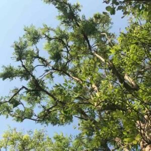 Boswellia-serrata-drzewo