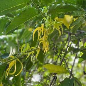 Cananga-odorata-drzewo