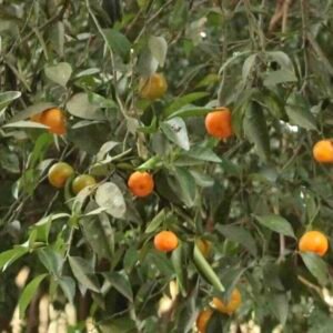 Citrus-reticulata-drzewo