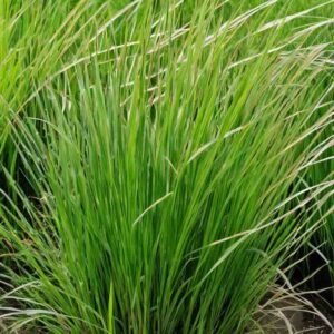 Cymbopogon-flexuosus-roslina