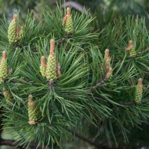 Pinus-sylvestris-drzewo