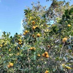 citrus-sinensis-drzewo