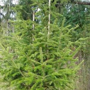 Abies-sibirica-drzewo