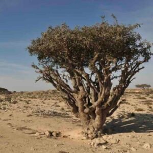 Boswellia-Carterii-drzewo