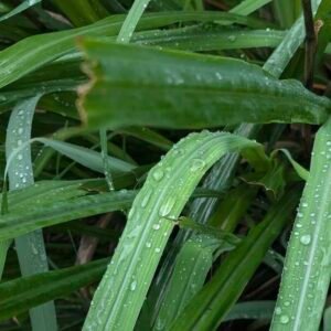 Cymbopogon-martinii-roslina