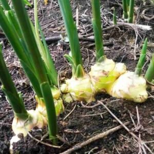 Zingiber officinale roślina