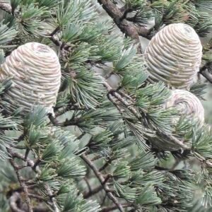 Cedrus deodara drzewo