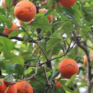 Citrus aurantium drzewo