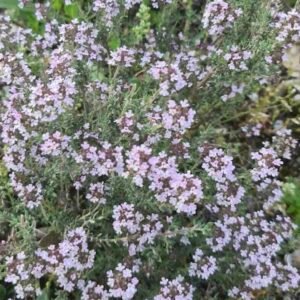 Thymus-vulgaris-roslina
