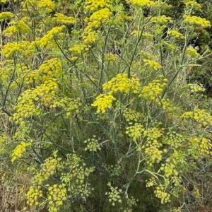Foeniculum-vulgare-roslina