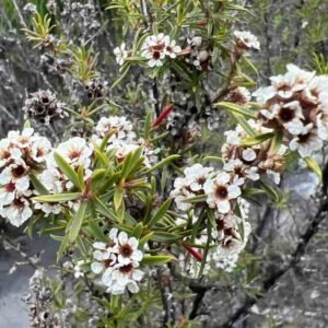 Agonis fragrans – roślina (fragonia)