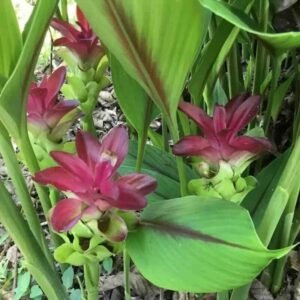 Curcuma longa – roślina (kurkuma długa)