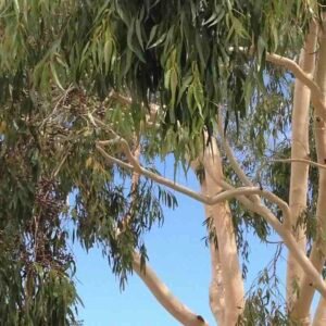 Eucalyptus citriodora – roślina (eukaliptus cytrynowy)